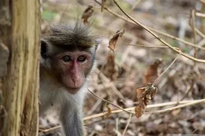 Protest against authorities as it plans to export 100,000 monkeys