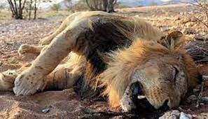 Eleven lions killed as human-wildlife conflict worsens in Kenya