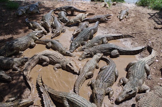 10-Foot Crocodile Rescued by Forest Department In UP