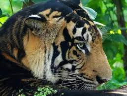 Rare black tiger found dead in Odisha’s Similipal Reserve