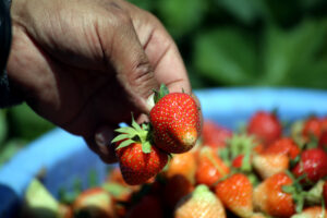 Farmer displays harvested strawberries