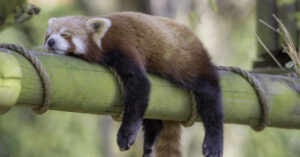 5 Animals with Unusual sleeping Habits 