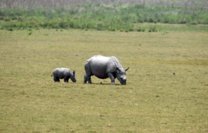 An Indian one-horn rhinoceros and her calf graze at the Pobitora Wildlife Sanctuary