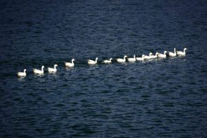 Flock of ducks swim in waters of Pushkar Lake, in Ajmer