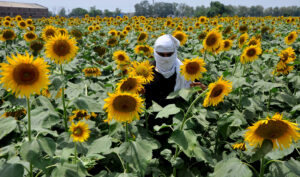 A farmer inspects his sunflower crop in a village near Ganaur