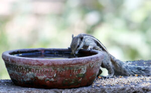 A squirrel drinks water from a pot on a hot day in Gurugram