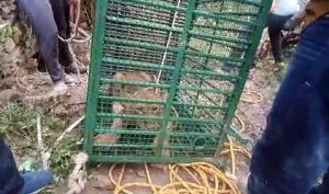 A lion in a shutter-lock cage after villagers rescue it from farm well to release in a jungle, at Umej village in Junagadh