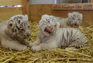 Chhattisgarh: Zoo authorities share the first pictures of three pups born to white tigress “Raksha”