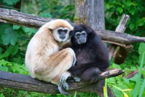 5 Adorable Animals That Mate for Life