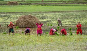 IMF : India’s rice exports ban to fuel volatility in global food prices