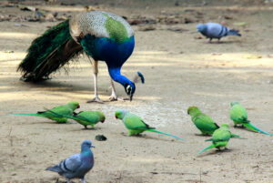 Pigeons and parrots along with a peacock feed on food grains at Civil Line