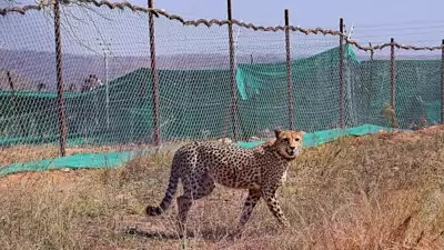 Cheetah mortalities shed light on radio collar risks