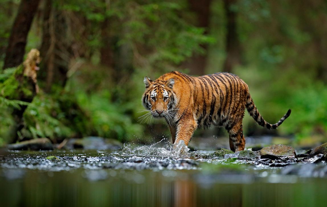 5 nations still home to wild Tiger