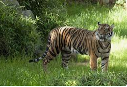 Karnataka’s tiger population rises to 435