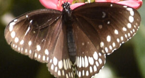 Butterflies Are Essential To Fight Against Climate Change: Report