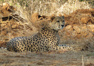 Cheetah deaths surge at Kuno National Park, imperil Project Cheetah