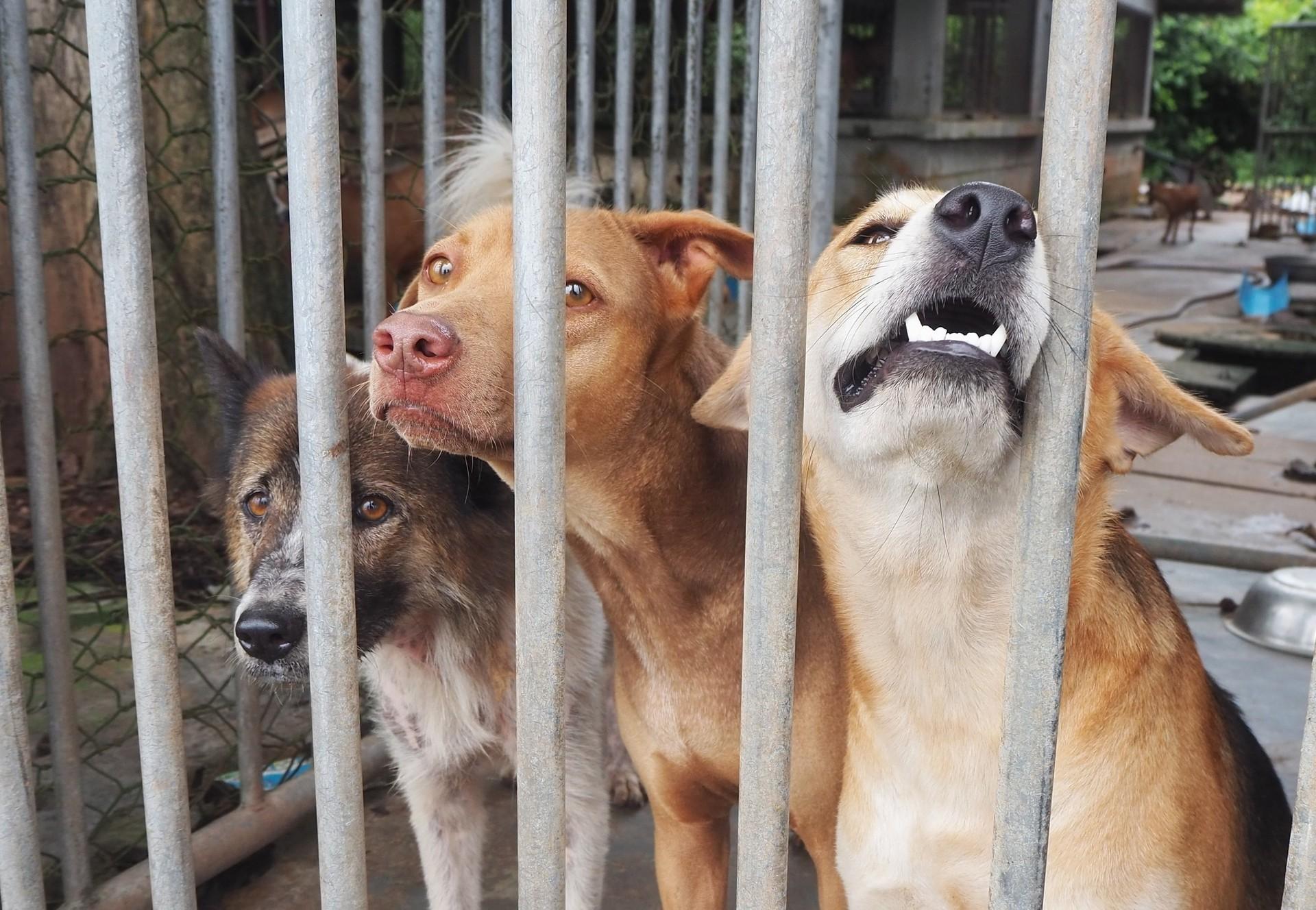 Abandoned animals live a life in misery and die a painful lonely death