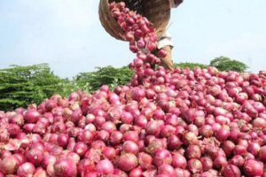 Onion Prices Soar, Impacting Household Budgets Nationwide