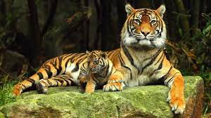 Population of tigers increased from 1,411 to 3,682: Govt