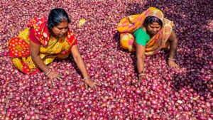 Amid boycott call, onion auction begins at Nashik’s Vinchur market; 5,000 quintal sold