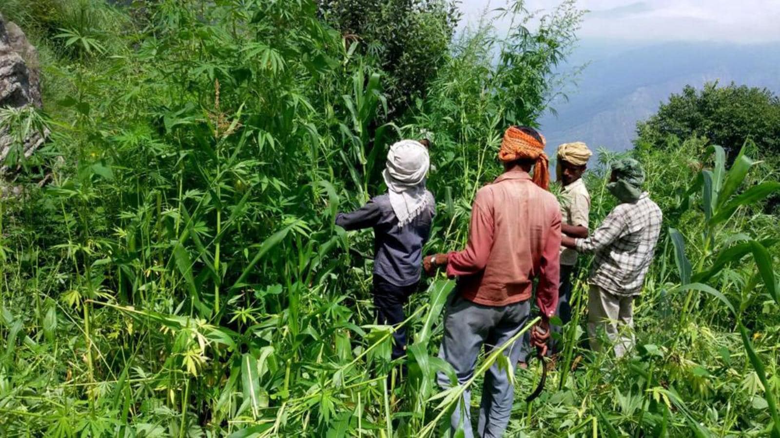 Preparations begin to legalize hemp cultivation in HP