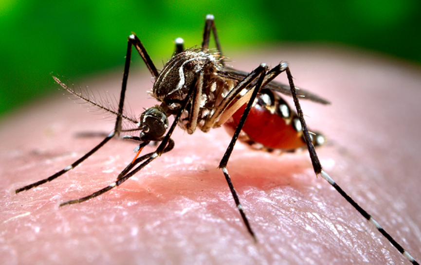 Dengue infections hit record high due to rising temperatures