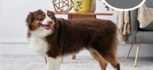 5 Breeds of dogs with the longest lifespans