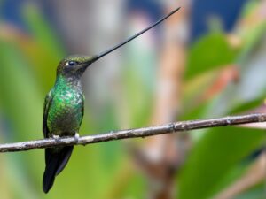 5 Birds Featuring Exceptionally Long Beaks in the Avian World