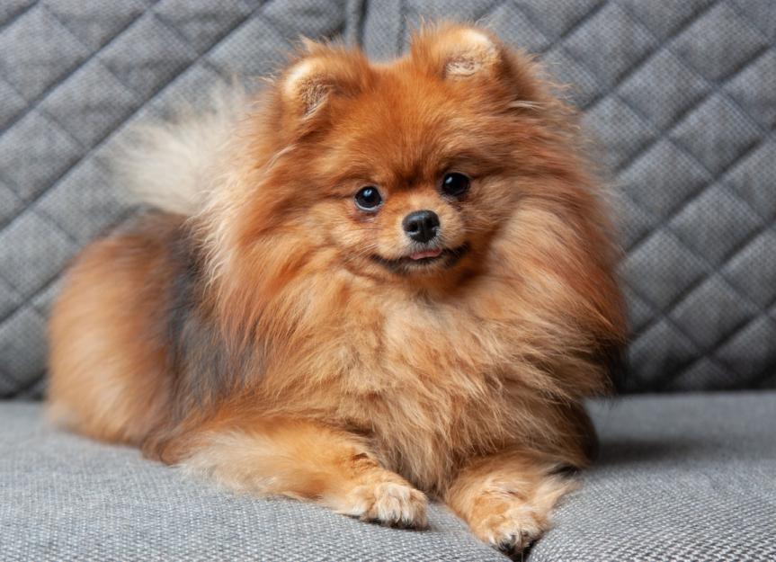 5 World’s Smallest Dog Breeds