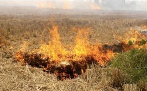 Punjab sees 66 per cent jump in stubble burning