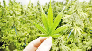 4 held over cannabis cultivation in crop farms