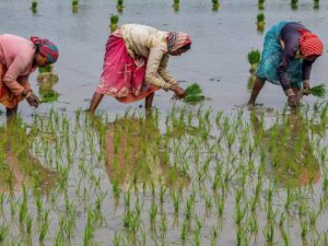 Erratic rainfall impacts Kharif crops, sharp decline expected