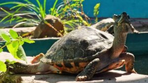 59 turtles rescued from artificial pond at temple