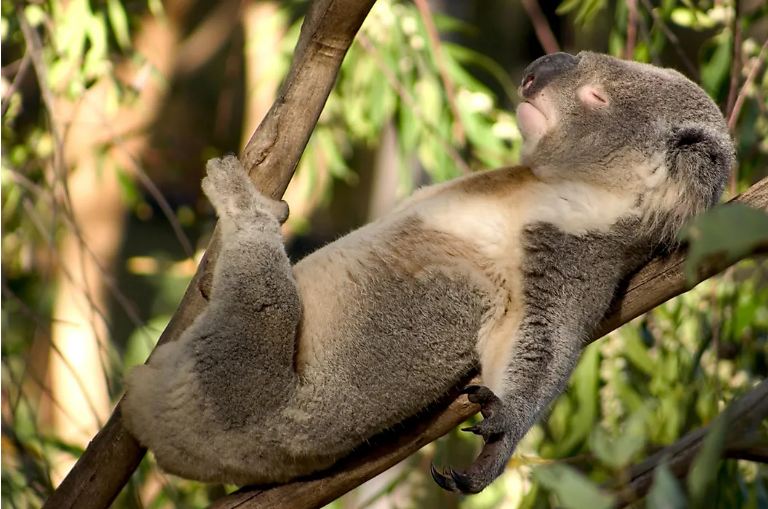 5 Sleepiest ANIMALS in the world