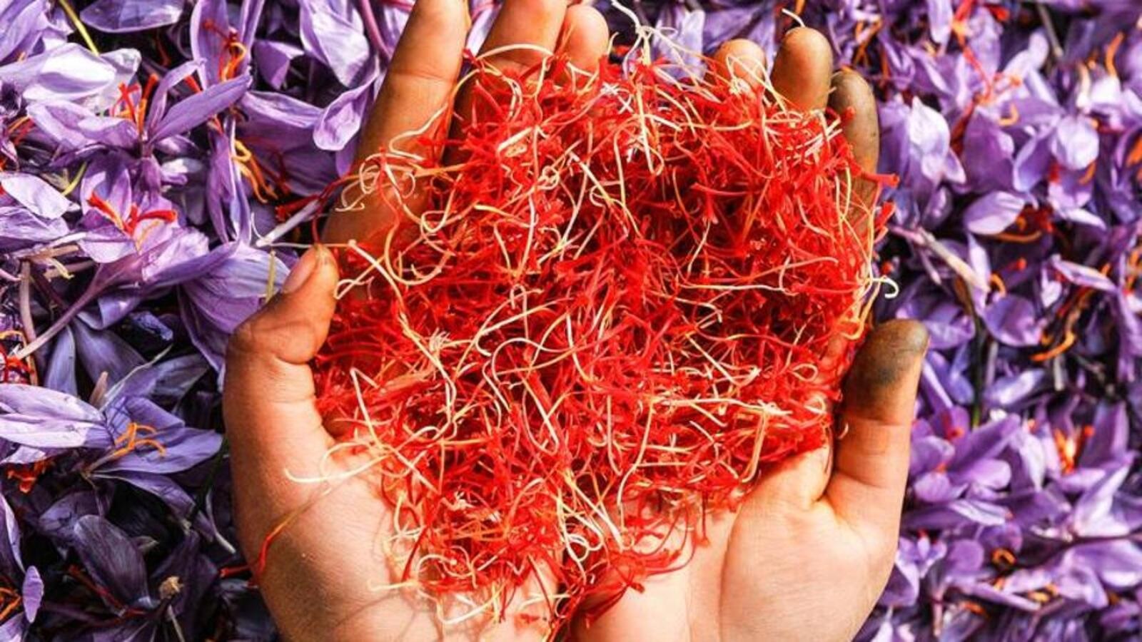 Chandigarh’s pioneers cultivate ‘red gold’: Saffron farming in unlikely climes