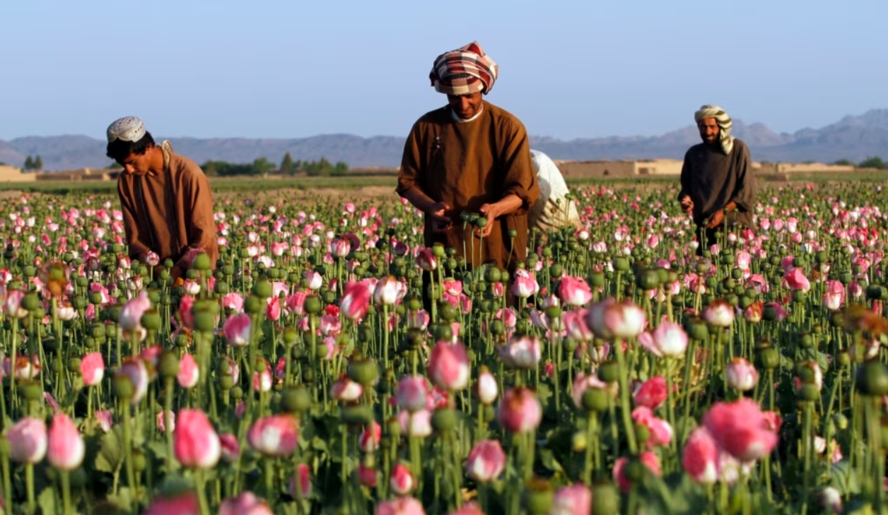 Afghan opium cultivation and production declines 95%: UN