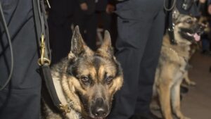 Police dog ‘Leo’ rescues kidnapped boy within 90 minutes