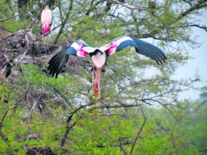 Sultanpur Bird Sanctuary offers perfect getaway during weekends