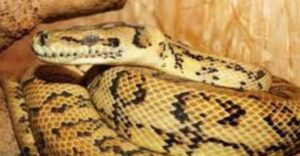 Indonesian Woman Found Dead Inside Python After 3 Days