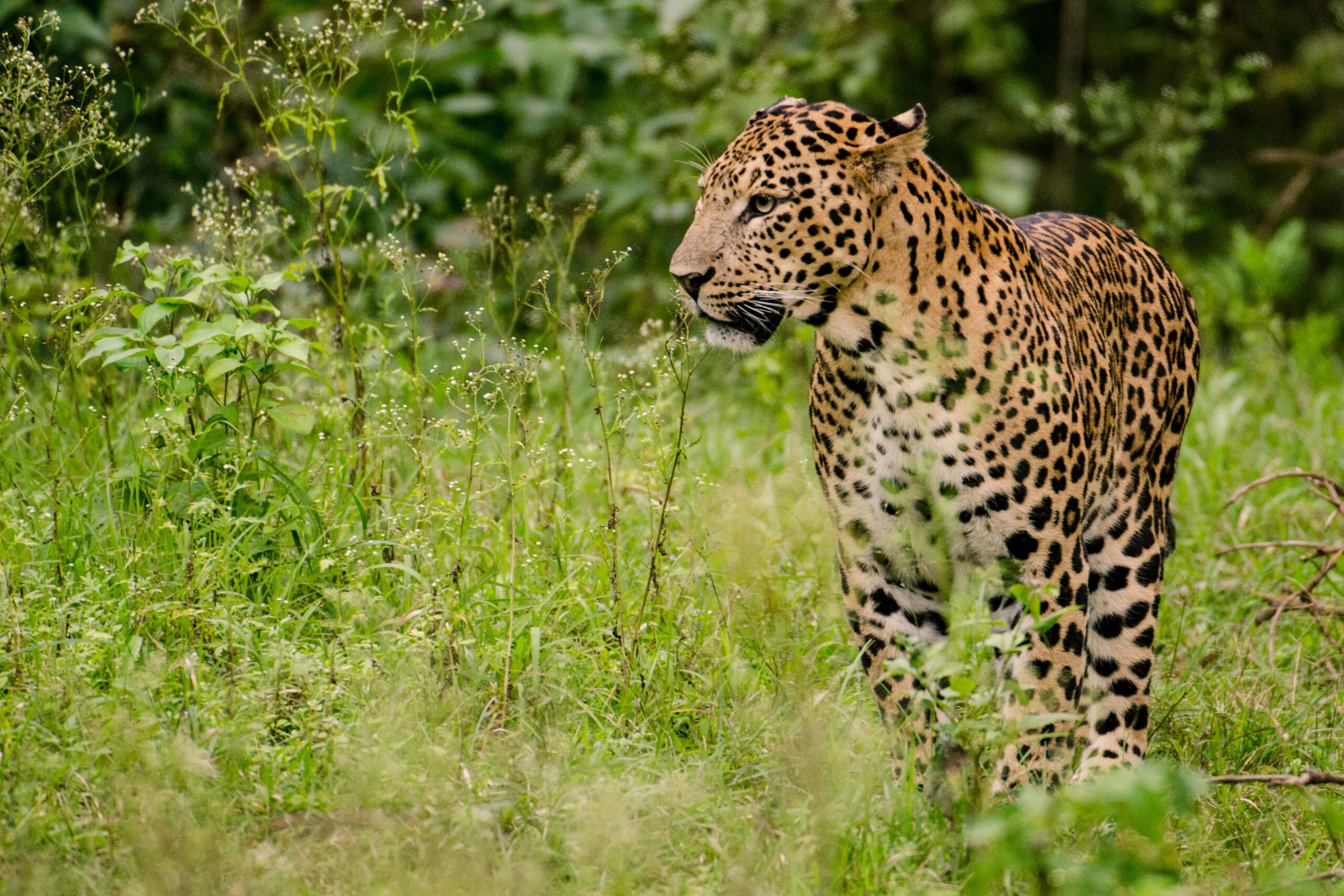 Leopard Conservation Corridor to be established in the Aravalli forest section