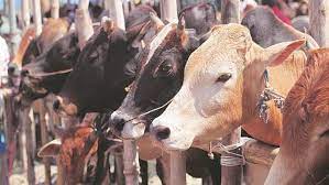 Haryana to provide paying guest facility for the cattle