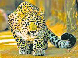 Leopard sighting sparks panic in Ludhiana’s Centra Greens Society