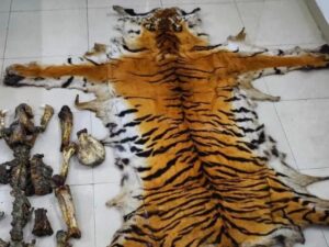 2 persons held with tiger skin in Gadchiroli