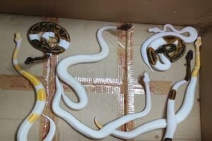 One held with ball pythons, corn snakes at Mumbai airport