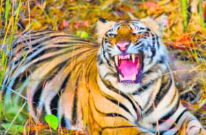 Tiger attacks claim 302 lives in last 5 years: Government Data