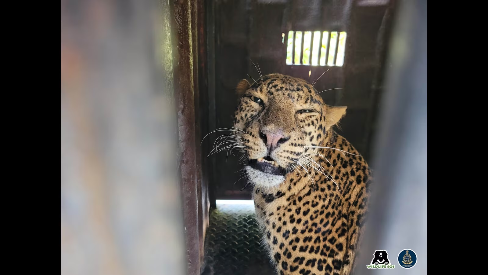 Leopard rescued after falling into deep well in Pune forest area