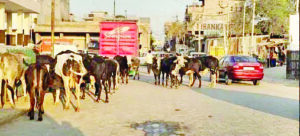 Stray animals on rise in Zirakpur, pose challenges