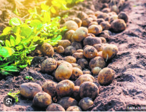 Punjab crop disaster: Late blight destroys potatoes