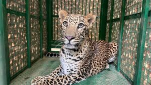 Leopard enters residential area in Pune, rescued five hours later