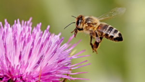 Study finds that adjuvants and pesticides interfere with honeybees’ ability to smell